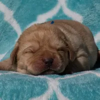 Valentino, a male Labrador Retriever for sale in Bowersville, GA – Photo 6 of 7