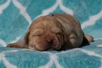 Valentino, a male Labrador Retriever for sale in Bowersville, GA – Photo 6 of 7