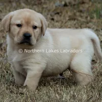 Valentino, a male Labrador Retriever for sale in Bowersville, GA – Photo 1 of 7