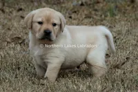 Valentino, a male Labrador Retriever for sale in Bowersville, GA – Photo 1 of 7