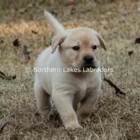 Valentino, a male Labrador Retriever for sale in Bowersville, GA – Photo 3 of 7