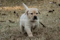 Valentino, a male Labrador Retriever for sale in Bowersville, GA – Photo 3 of 7