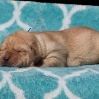 Valentino, a male Labrador Retriever for sale in Bowersville, GA – Photo 7 of 7