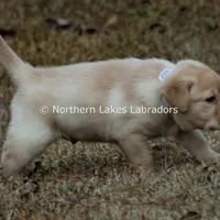 Valentino, a male Labrador Retriever for sale in Bowersville, GA – Photo 4 of 7