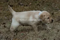 Valentino, a male Labrador Retriever for sale in Bowersville, GA – Photo 4 of 7