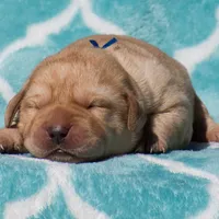 Valentino, a male Labrador Retriever for sale in Bowersville, GA – Photo 5 of 7