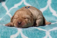 Valentino, a male Labrador Retriever for sale in Bowersville, GA – Photo 5 of 7