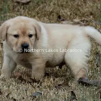 Valentino, a male Labrador Retriever for sale in Bowersville, GA – Photo 2 of 7