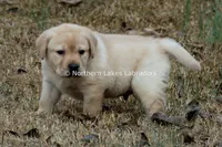 Valentino, a male Labrador Retriever for sale in Bowersville, GA – Photo 2 of 7