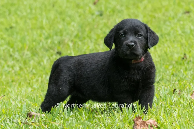 Edward – Labrador Retriever puppy for sale in Bowersville, GA