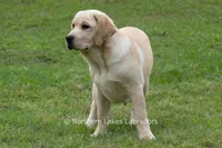 Vienna, a female Labrador Retriever for sale in Bowersville, GA – 7 of 9