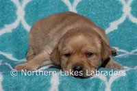 Felicity, a female Labrador Retriever for sale in Bowersville, GA – Photo 3 of 6