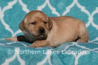 Felicity, a female Labrador Retriever for sale in Bowersville, GA – Photo 1 of 6