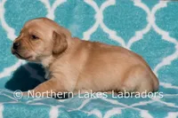 Felicity, a female Labrador Retriever for sale in Bowersville, GA – Photo 5 of 6