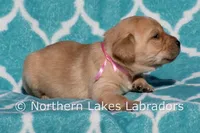 Felicity, a female Labrador Retriever for sale in Bowersville, GA – Photo 4 of 6