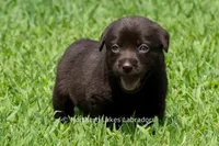 Ember, a female Labrador Retriever for sale in Bowersville, GA – 5 of 5