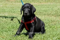 Ethan, a male Labrador Retriever for sale in Bowersville, GA – 2 of 9