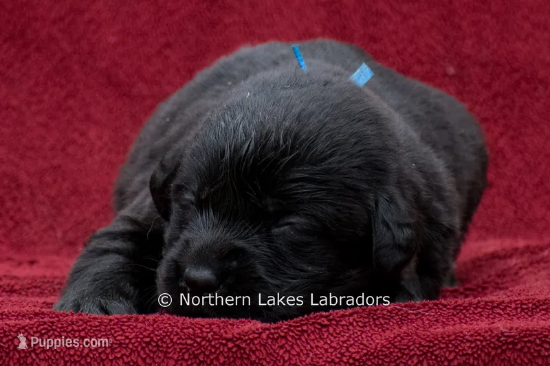 Nolan – Labrador Retriever puppy for sale in Bowersville, GA