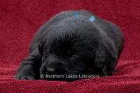 Nolan, a male Labrador Retriever for sale in Bowersville, GA – 1 of 3