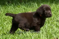 Eliza, a female Labrador Retriever for sale in Bowersville, GA – 3 of 8
