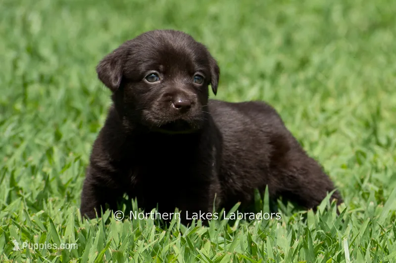 Ember – Labrador Retriever puppy for sale in Bowersville, GA
