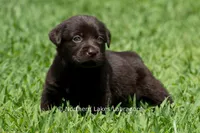 Ember, a female Labrador Retriever for sale in Bowersville, GA – 1 of 5