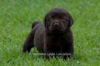 Ezra, a male Labrador Retriever for sale in Bowersville, GA – 1 of 7