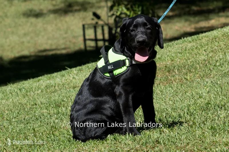 Lexie – Labrador Retriever puppy for sale in Bowersville, GA