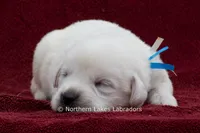 Milo, a male Labrador Retriever for sale in Bowersville, GA – 3 of 3