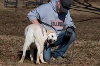 Oak, a male Labrador Retriever for sale in Bowersville, GA – 7 of 9
