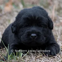 Phoenix, a male Labrador Retriever for sale in Bowersville, GA – Photo 4 of 7