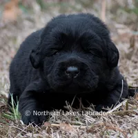 Phoenix, a male Labrador Retriever for sale in Bowersville, GA – Photo 1 of 7