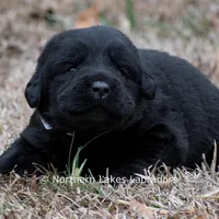 Phoenix, a male Labrador Retriever for sale in Bowersville, GA – Photo 5 of 7
