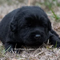 Phoenix, a male Labrador Retriever for sale in Bowersville, GA – Photo 6 of 7