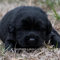 Phoenix, a male Labrador Retriever for sale in Bowersville, GA – Photo 2 of 7