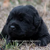 Phoenix, a male Labrador Retriever for sale in Bowersville, GA – Photo 3 of 7