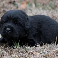 Phoenix, a male Labrador Retriever for sale in Bowersville, GA – Photo 7 of 7