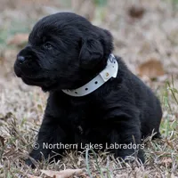 Paloma, a female Labrador Retriever for sale in Bowersville, GA – Photo 5 of 9