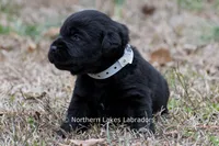 Paloma, a female Labrador Retriever for sale in Bowersville, GA – Photo 5 of 9