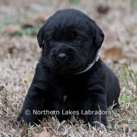 Paloma, a female Labrador Retriever for sale in Bowersville, GA – Photo 6 of 9