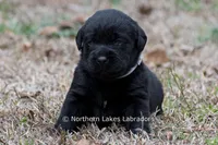 Paloma, a female Labrador Retriever for sale in Bowersville, GA – Photo 6 of 9