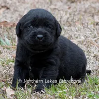 Paloma, a female Labrador Retriever for sale in Bowersville, GA – Photo 9 of 9