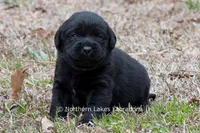 Paloma, a female Labrador Retriever for sale in Bowersville, GA – Photo 9 of 9