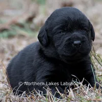 Paloma, a female Labrador Retriever for sale in Bowersville, GA – Photo 2 of 9