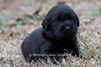 Paloma, a female Labrador Retriever for sale in Bowersville, GA – Photo 2 of 9