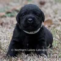 Paloma, a female Labrador Retriever for sale in Bowersville, GA – Photo 7 of 9