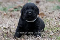 Paloma, a female Labrador Retriever for sale in Bowersville, GA – Photo 7 of 9