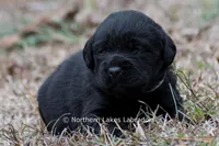 Paloma, a female Labrador Retriever for sale in Bowersville, GA – Photo 3 of 9