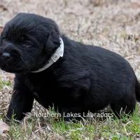 Paloma, a female Labrador Retriever for sale in Bowersville, GA – Photo 8 of 9
