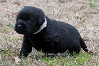 Paloma, a female Labrador Retriever for sale in Bowersville, GA – Photo 8 of 9